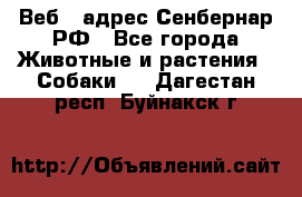 Веб – адрес Сенбернар.РФ - Все города Животные и растения » Собаки   . Дагестан респ.,Буйнакск г.